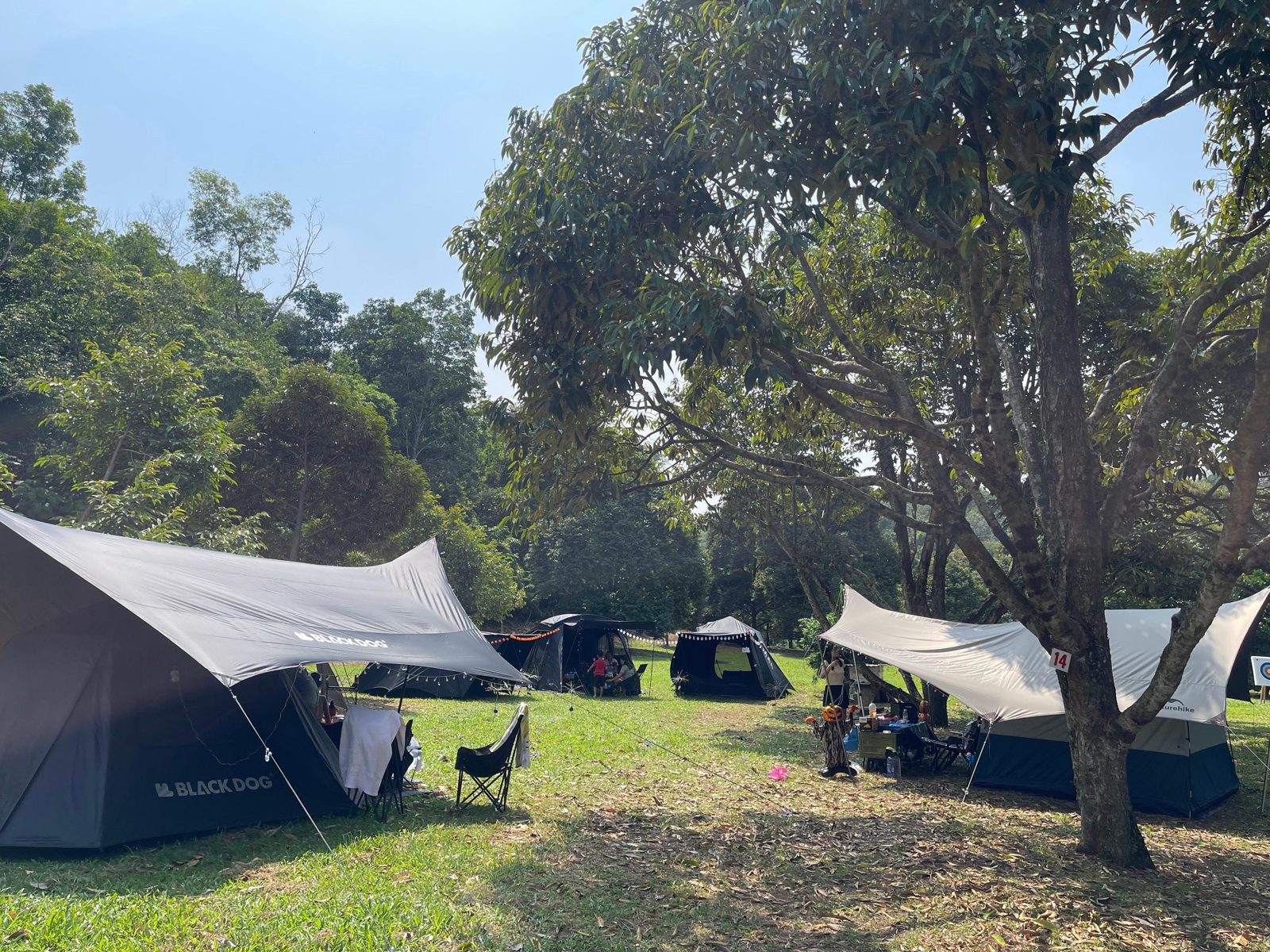 Guest tents pitched beneath the trees at the farm