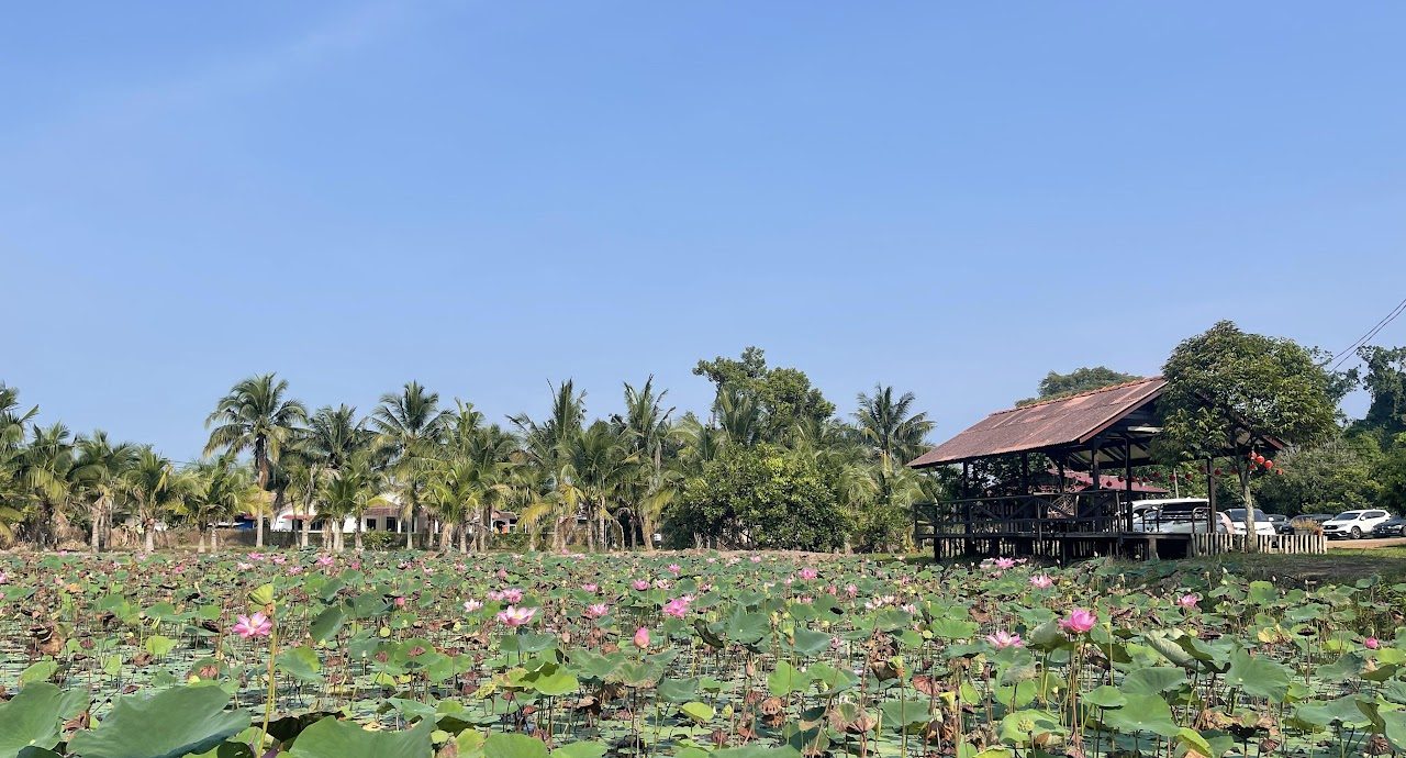 Lotus flowers and the wooden Pondok beside the farm pond