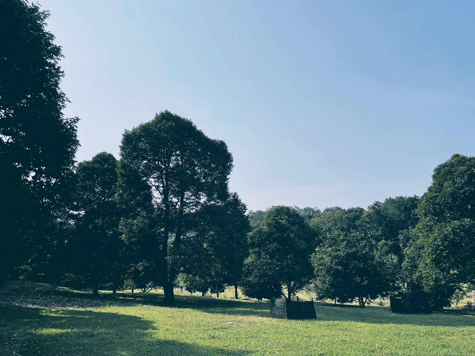 The green orchard at CH Durian Farmstay in Cheng, Melaka